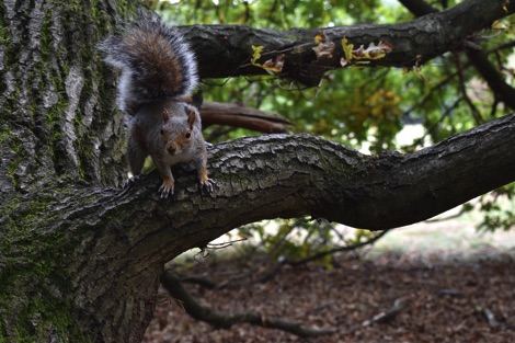 Grey squirrel standing on a tree branch